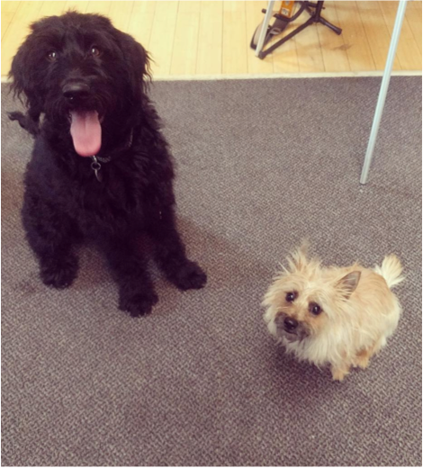2 dogs at the Denver office
