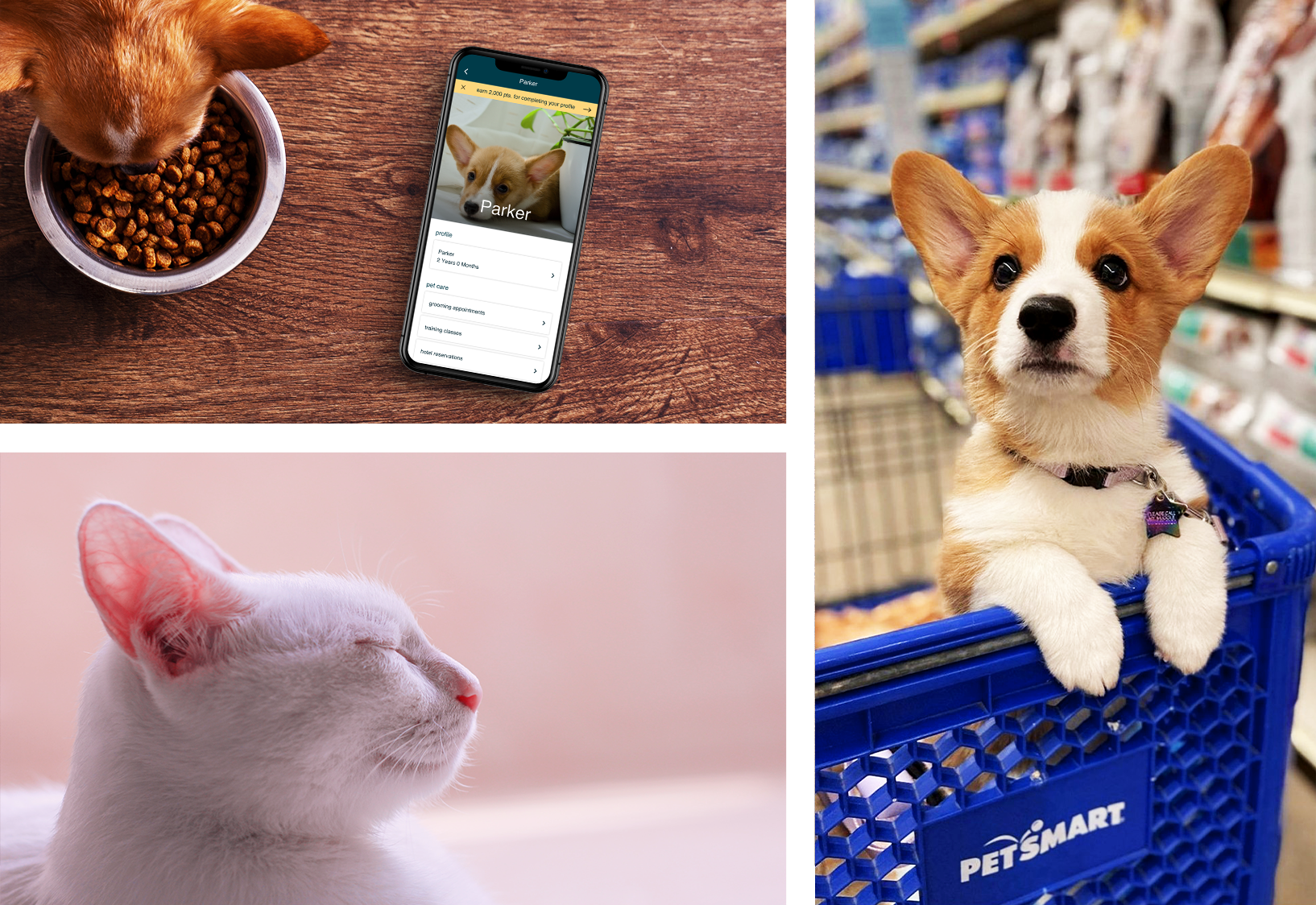 Picture of a sleeping cat, a puppy in a grocery cart, and the PetSmart website shown on a mobile phone