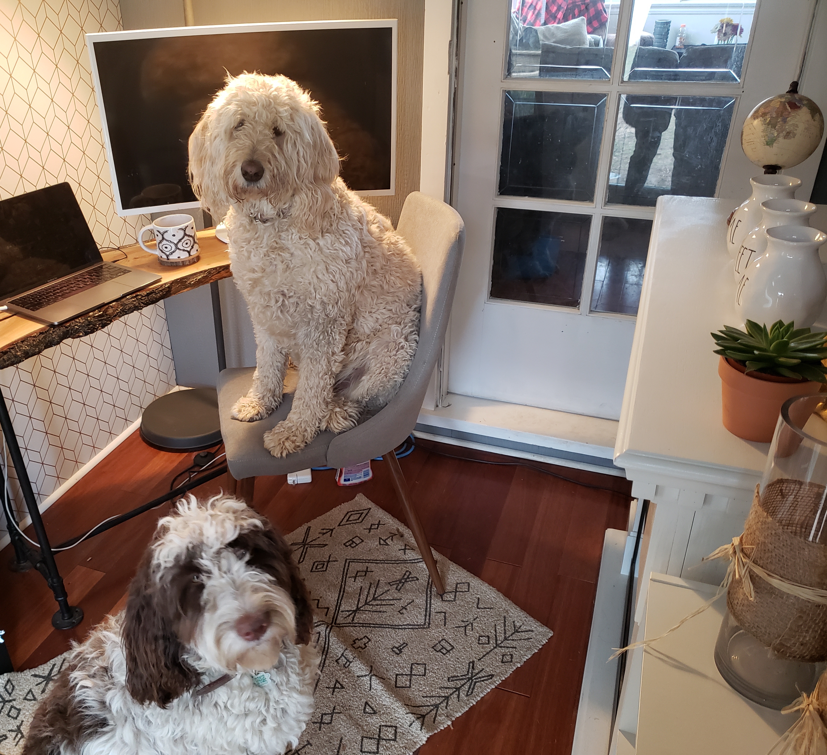 dogs in office room at home