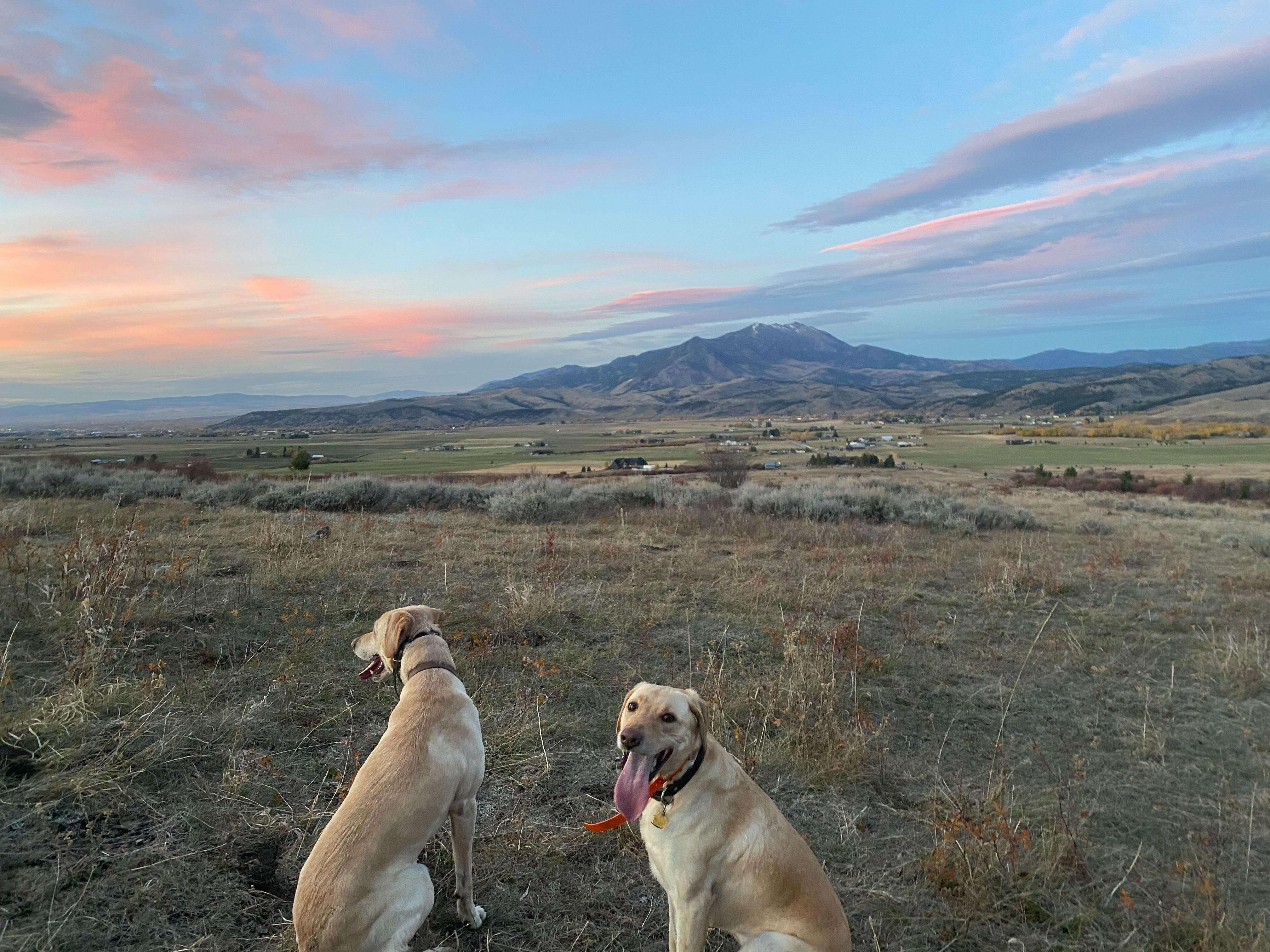 dogs with sunset and mountains