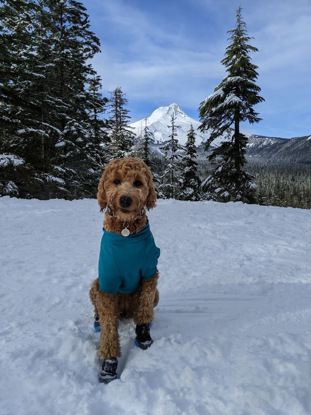 dog in mountain