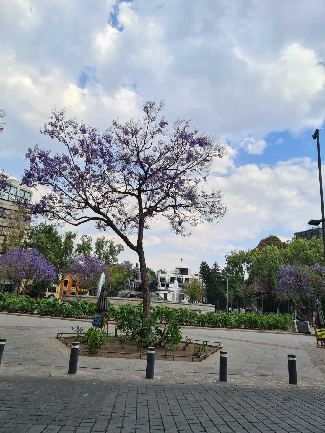 Mexico City Tree