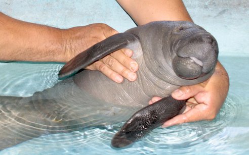 Adorable Baby Manatee