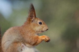 Squirrel Squirrel