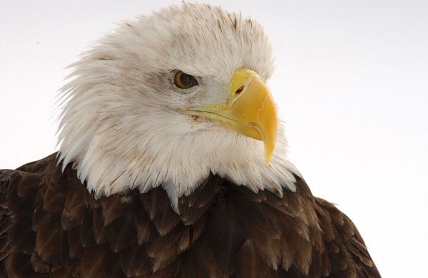 What do Bald Eagles have to do with Data sampling? Nothing. they're just awesome. What do Bald Eagles have to do with Data sampling? Nothing. they're just awesome.