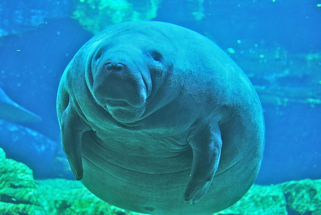 Adorable Chubby Manatee at Sea World Adorable Chubby Manatee at Sea World