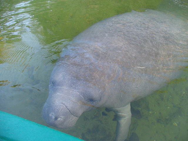 manatee-on-the-boat