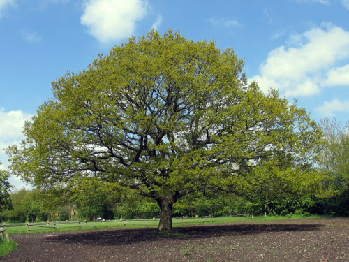 oak-1548402 oak-1548402