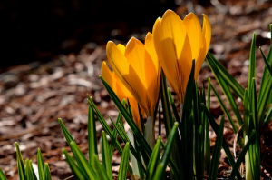 Springtime is here! Springtime is here!